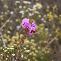 Gompholobium scabrum