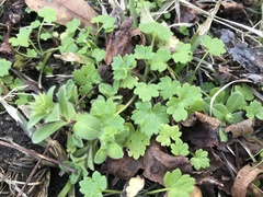 Ranunculus parviflorus