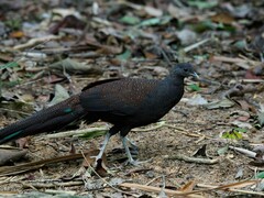 Polyplectron inopinatum