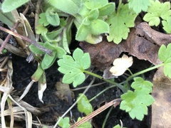 Ranunculus parviflorus