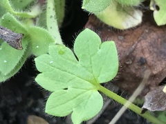 Ranunculus parviflorus