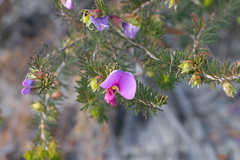 Gompholobium scabrum