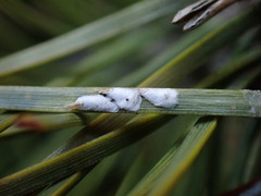 Chionaspis pinifoliae