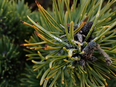 Chionaspis pinifoliae