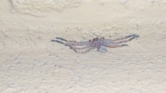 Polybetes rapidus