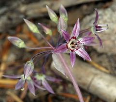 Allium campanulatum
