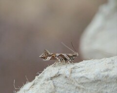 Aristotelia fungivorella