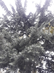 Cedrus