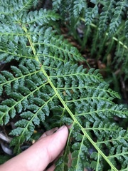 Lophosoria quadripinnata
