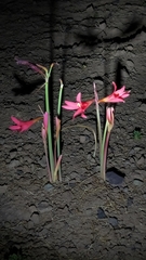 Zephyranthes advena