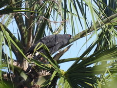 Geranospiza caerulescens