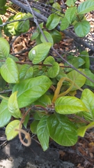 Elytropus chilensis