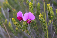 Gompholobium scabrum