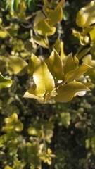 Citronella mucronata