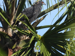 Geranospiza caerulescens