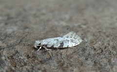 Nemapogon auropulvella