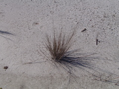 Bulbostylis ciliatifolia