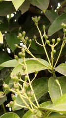 Cinnamomum kotoense