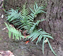Pteris vittata