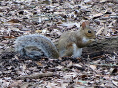 Sciurus carolinensis