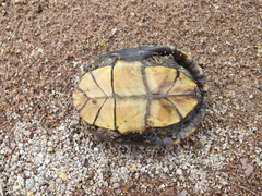 Kinosternon sonoriense