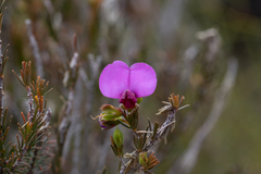 Gompholobium scabrum