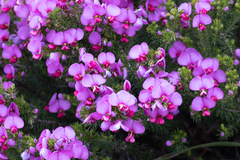 Gompholobium scabrum