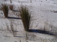Juncus roemerianus