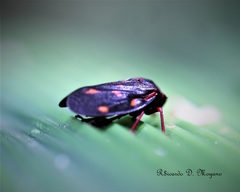 Mahanarva rubropicta