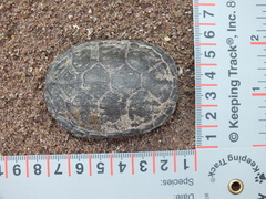 Kinosternon sonoriense