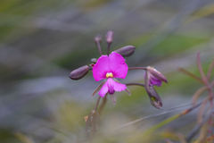 Gompholobium venustum