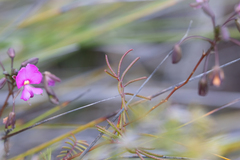 Gompholobium venustum