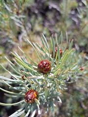 Leucadendron meyerianum
