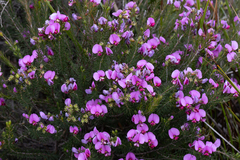 Gompholobium scabrum