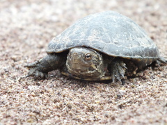 Kinosternon sonoriense