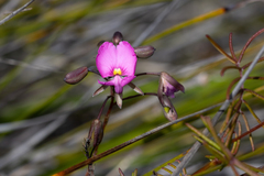 Gompholobium venustum