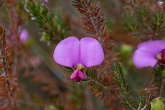 Gompholobium scabrum