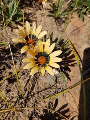 Gazania heterochaeta