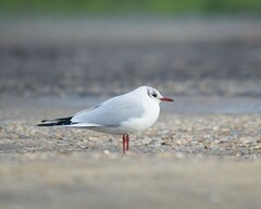 Chroicocephalus ridibundus