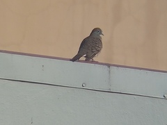 Geopelia striata