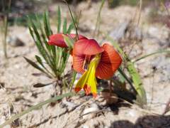 Gladiolus speciosus
