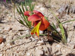 Gladiolus speciosus