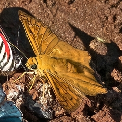 Myscelus amystis