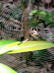 Macracantha hasselti