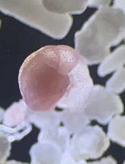 Foraminifera