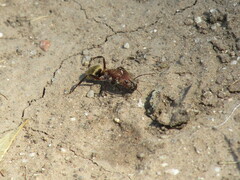 Camponotus crispulus