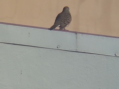 Geopelia striata
