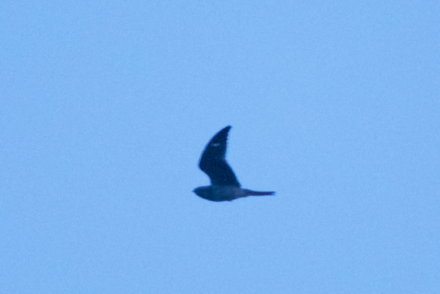 Antillean Nighthawk
