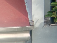 Passer montanus