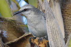 Mimus gilvus rostratus